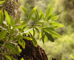 Platylophus trifoliatus