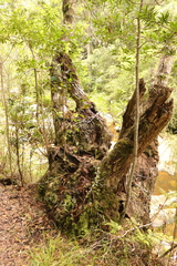 Platylophus trifoliatus