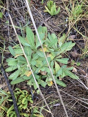 Sonchus megalocarpus