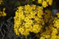 Verticordia laciniata