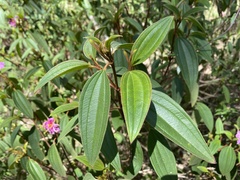 Melastoma