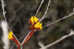 Anigozanthos pulcherrimus