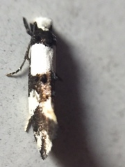 Monopis icterogastra