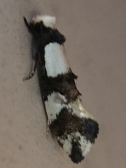 Monopis icterogastra