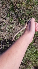 Lycodonomorphus rufulus