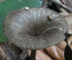 Porotheleaceae