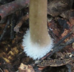 Porotheleaceae