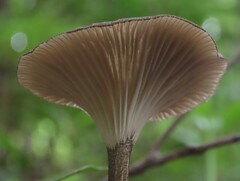 Porotheleaceae
