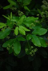 Walsura trifoliolata