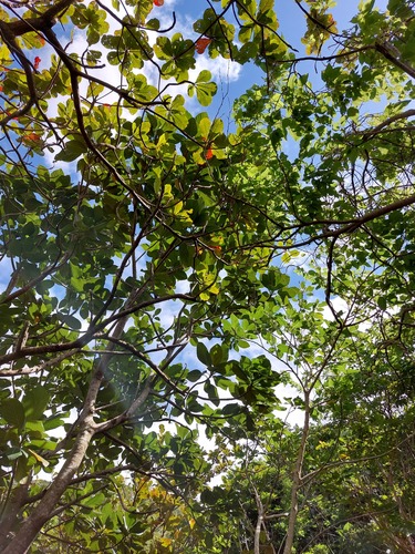 Artocarpus treculianus