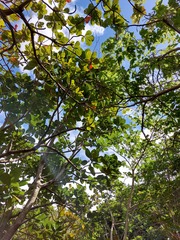 Artocarpus treculianus