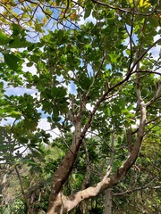 Artocarpus treculianus
