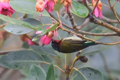 Aethopyga christinae