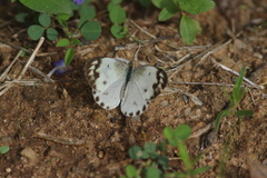 Colotis aurora