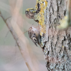 Certhia brachydactyla
