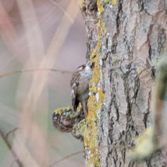 Certhia brachydactyla