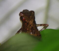 Pelophryne