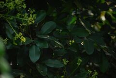 Walsura trifoliolata