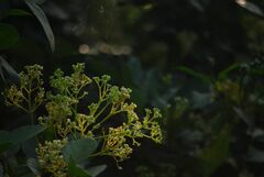 Walsura trifoliolata