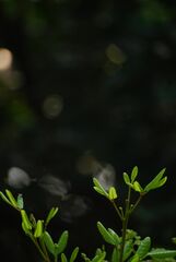 Walsura trifoliolata