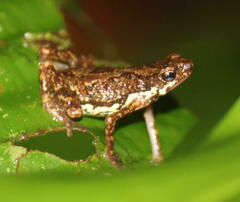 Pelophryne