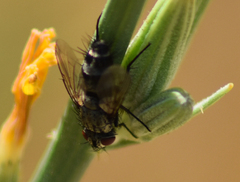 Leucostoma