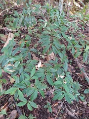 Syzygium tripinnatum