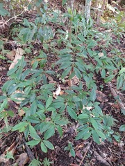 Syzygium tripinnatum