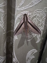 Theretra silhetensis