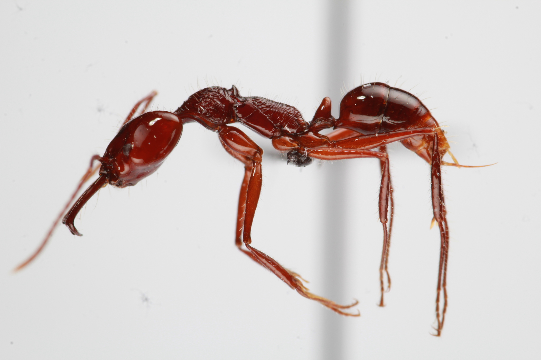 Anochetus mixtus