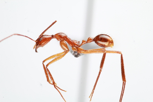 费氏盘腹蚁Aphaenogaster feae