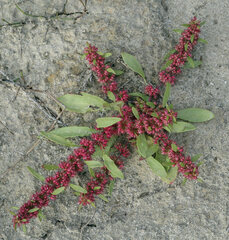 Rumex ucranicus