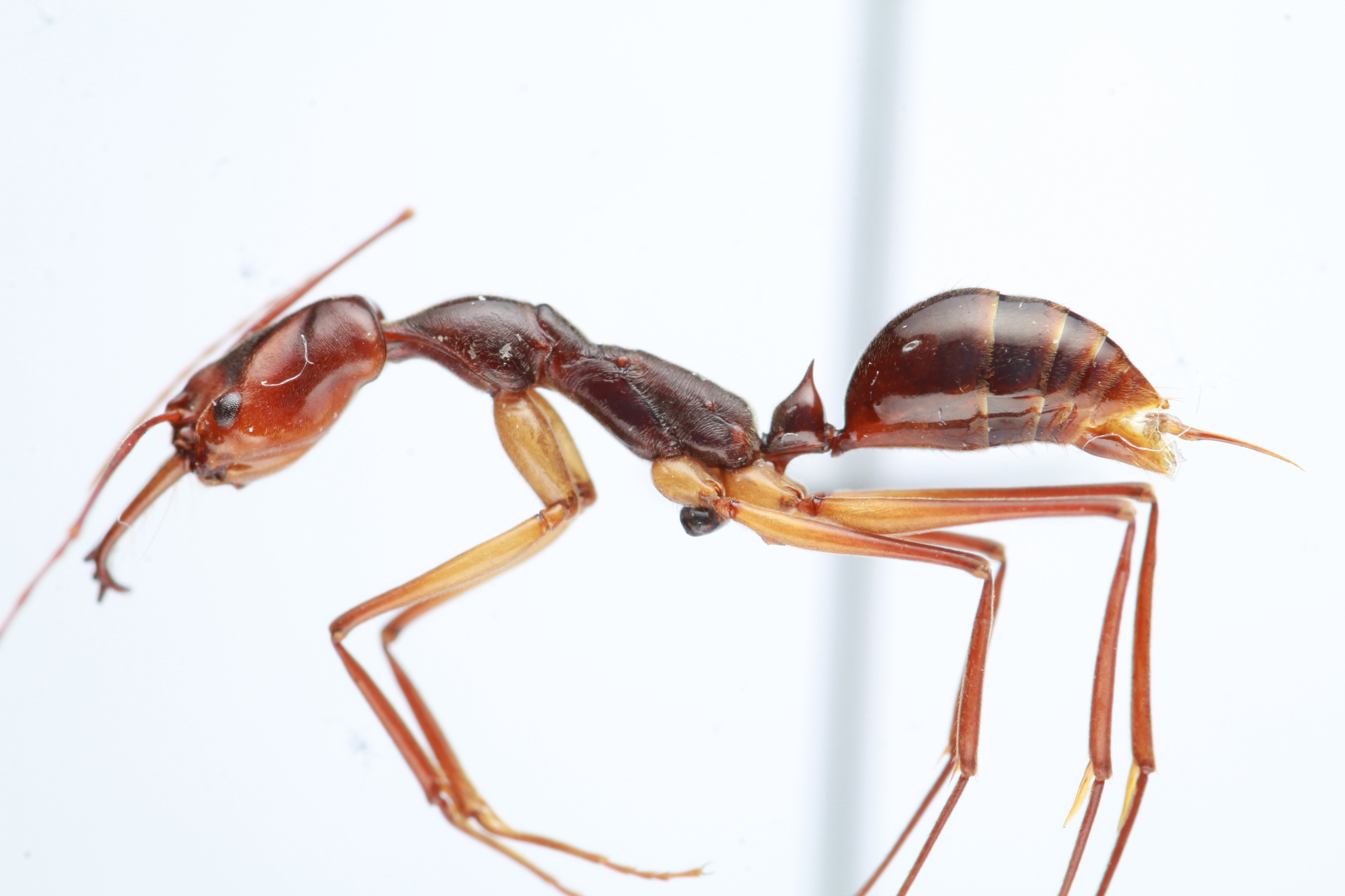 Odontomachus granatus