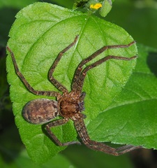 Heteropoda procera