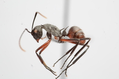 Polyrhachis bicolor