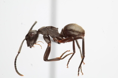 Polyrhachis halidayi