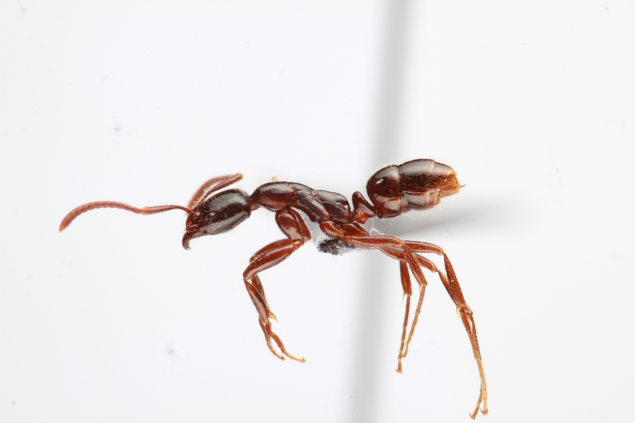 Leptogenys lucidula