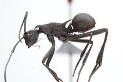 Polyrhachis armata