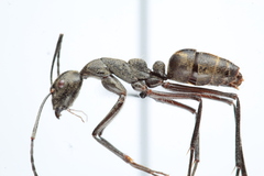Camponotus holosericeus