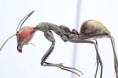 Camponotus singularis
