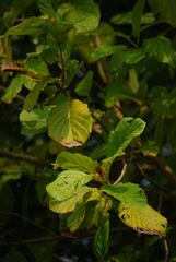 Mitragyna parvifolia