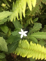 Hippobroma longiflora