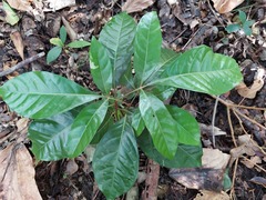 Aglaia rimosa