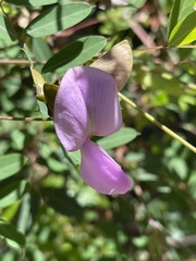 Tephrosia cordata