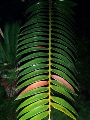 Encephalartos transvenosus