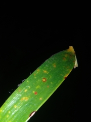 Encephalartos transvenosus