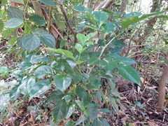 Murraya omphalocarpa