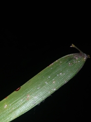 Encephalartos transvenosus