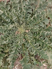 Verbascum sinuatum