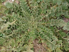 Verbascum sinuatum